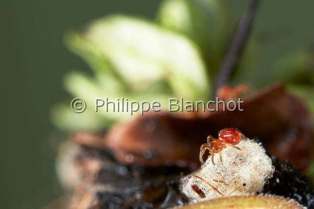 Theridiidae_3490.JPG - France, Corse, Araneae, Theridiidae, Araignée, Veuve des villes (Steatoda grossa), jeune de couleur rouge, Cupboard spider, False Black Widow or Brown house spider