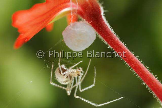 Theridiidae_3896.JPG - France, Araneae, Theridiidae, Araignée, Théridion (Enoplognatha ovata), femelle et son cocon, Candy stripe spider, in "Portraits d'araignées" de Christine Rollard et Philippe Blanchot, ed. Quae 
