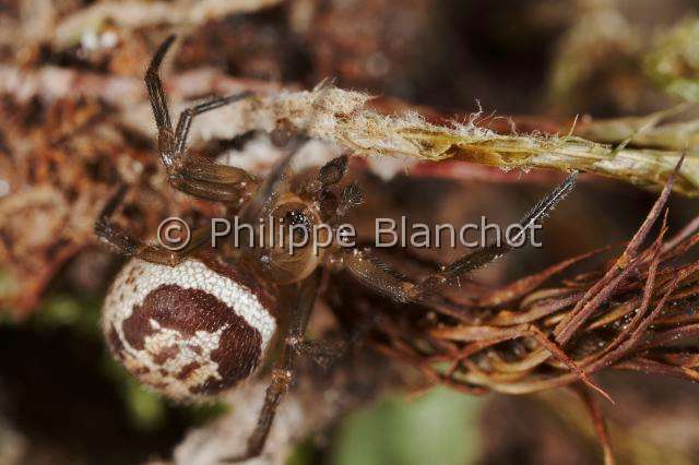 Theridiidae_5010.JPG - France, Araneae, Theridiidae, Veuve noble (Steatoda nobilis), Noble false widow, in "Portraits d'araignées" de Christine Rollard et Philippe Blanchot, ed. Quae 
