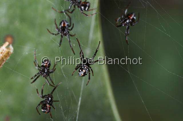 Theridiidae_6169.JPG - Italie, Araneae, Theridiidae, Araignée, Malmignatte, Veuve noire méditerranéenne ou Veuve noire d'Europe (Latrodectus tredecimguttatus), juvéniles peu après l'émergence du cocon, Mediterranean black widow or Steppe spider