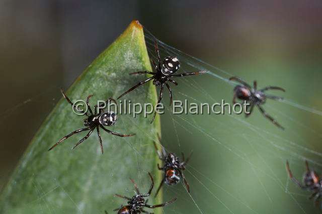 Theridiidae_6174.JPG - Italie, Araneae, Theridiidae, Araignée, Malmignatte, Veuve noire méditerranéenne ou Veuve noire d'Europe (Latrodectus tredecimguttatus), juvéniles peu après l'émergence du cocon, Mediterranean black widow or Steppe spider, in "Portraits d'araignées" de Christine Rollard et Philippe Blanchot, ed. Quae 