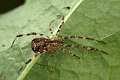 Theridiidae_0602