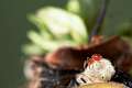Theridiidae_3490