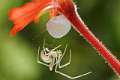 Theridiidae_3896