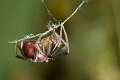 Theridiidae_4161