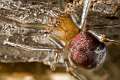 Theridiidae_4202