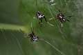Theridiidae_6321