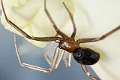 Theridiidae_7266-1