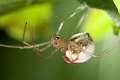 Theridiidae_8857