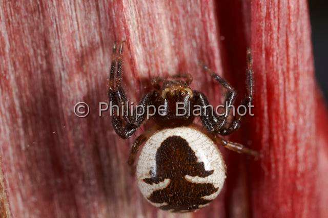 Thomisidae_0006.JPG - France, Araneae, Thomisidae, Araignée-crabe, Thomise globuleuse ou Araignée Napoléon (Synema globosum), Crab spider (Synema globosum), in "Portraits d'araignées" de Christine Rollard et Philippe Blanchot, ed. Quae