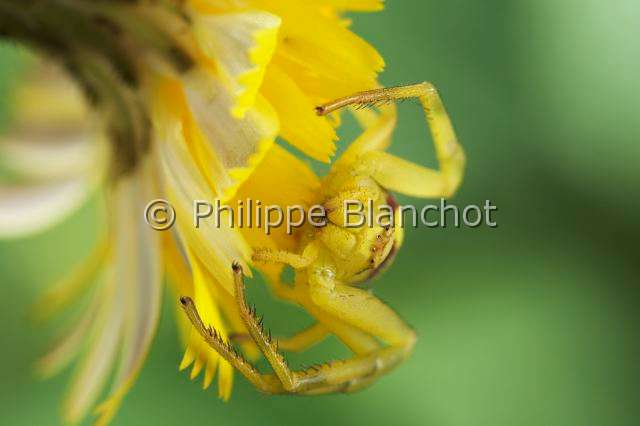 Thomisidae_4286.JPG - France, Araneae, Thomisidae, Thomise variable ou Araignée-crabe des fleurs (Misumena vatia), forme jaune, Goldenrod crab spider or Flower crab spider