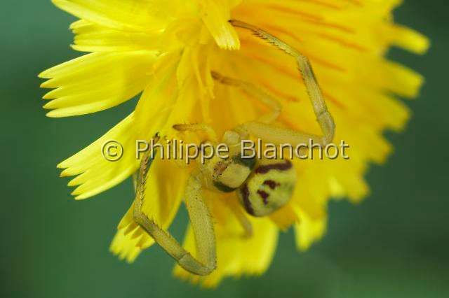 Thomisidae_4294.JPG - France, Araneae, Thomisidae, Thomise variable ou Araignée-crabe des fleurs (Misumena vatia), forme jaune, Goldenrod crab spider or Flower crab spider