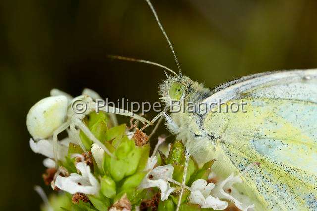 Thomisidae_5184.JPG - France, Morbihan (56), Araneae, face à face entre une Thomise variable ou Araignée-crabe des fleurs (Misumena vatia) et un papillon piéridé (Lepidoptera, Pieridae), Goldenrod crab spider or Flower crab spider, in "Portraits d'araignées" de Christine Rollard et Philippe Blanchot, ed. Quae