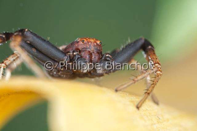 Thomisidae_8413.JPG - France, Araneae, Thomisidae, Araignée-crabe ou Thomise (Xysticus bifasciatus), Portrait du mâle//France, Araneae, Thomisidae, Crab Spider (Xysticus bifasciatus), portrait of male