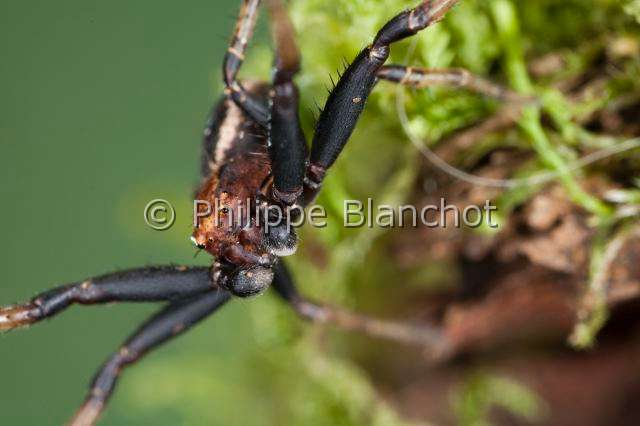 Thomisidae_8432.JPG - France, Araneae, Thomisidae, Araignée-crabe ou Thomise (Xysticus bifasciatus), Portrait du mâle//France, Araneae, Thomisidae, Crab Spider (Xysticus bifasciatus), portrait of male