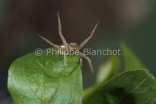 Thomisidae_9406.JPG - France, Araneae, Thomisidae, Araignée crabe (Xysticus sp), femelle captant son environnement à l'aide de ses pattes antérieures, Crab spider, in "Portraits d'araignées" de Christine Rollard et Philippe Blanchot, ed. Quae
