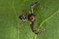 Thomisidae_0728