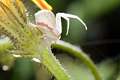 Thomisidae_1549