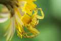Thomisidae_4286