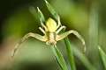 Thomisidae_5608