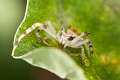 Thomisidae_5667