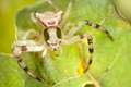 Thomisidae_5688