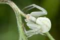 Thomisidae_8026