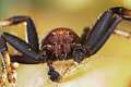 Thomisidae_8422