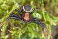 Thomisidae_8427