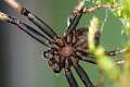 Thomisidae_8429
