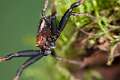 Thomisidae_8432