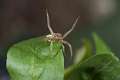 Thomisidae_9405