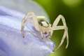 Thomisidae_9447