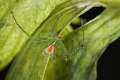 Thomisidae_9582