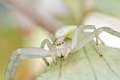 Thomisidae_9672