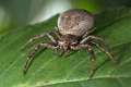 Thomisidae_9786