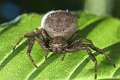 Thomisidae_9791