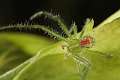 Thomisidae_9966