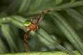 Thomisidae_MG_0058