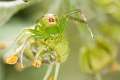 Thomisidae_MG_0495