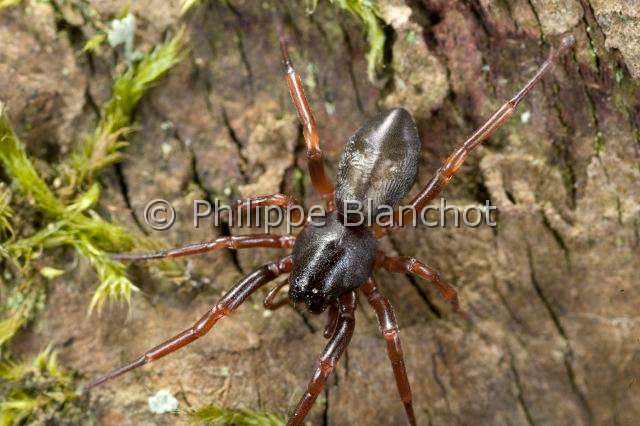 Trachelidae_3717.JPG - France, Yvelines (78), Araneae, Trachelidae, Araignée, Cetonana laticeps, Running Spider, in "Portraits d'araignées" de Christine Rollard et Philippe Blanchot, ed. Quae