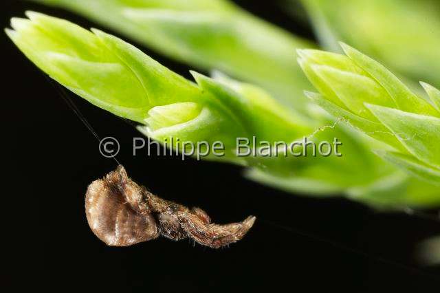 Uloboridae_4815.JPG - France, Pyrénées-Atlantiques (64), Uloboridae, Araignée triangle ou Hyptiote (Hyptiotes paradoxus) en gros plan, Triangle spider in close up, in "Portraits d'araignées" de Christine Rollard et Philippe Blanchot, ed. Quae