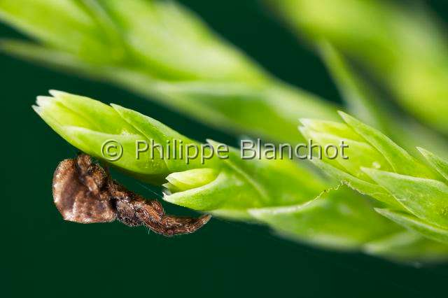 Uloboridae_4836.JPG - France, Pyrénées-Atlantiques (64), Uloboridae, Araignée triangle ou Hyptiote (Hyptiotes paradoxus) en gros plan, Triangle spider in close up