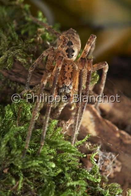 Zoropsidae_0761.JPG - France, Araneae, Zoropsidae, Araignée Nosfératu (Zoropsis spinimana), mâle//France, Araneae, Zoropsidae, Mediterranean wandering wolf spider or Garage spider (Zoropsis spinimana), male