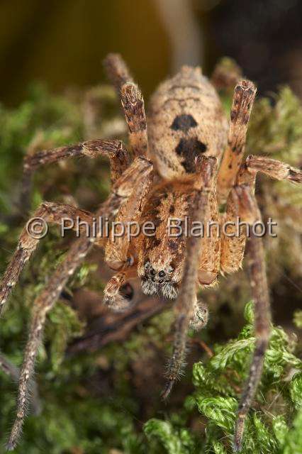 Zoropsidae_0865.JPG - France, Araneae, Zoropsidae, Araignée Nosfératu (Zoropsis spinimana), mâle, Mediterranean wandering wolf spider or Garage spider