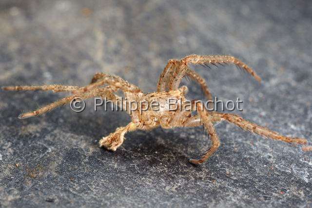 Zoropsidae_4885.JPG - France, Pyrénées-Atlantiques (64), Araneae, Zoropsidae, Araignée Nosfératu (Zoropsis spinimana), mue//France, Pyrenees Atlantiques, Araneae, Zoropsidae, Mediterranean wandering wolf spider or Garage spider (Zoropsis spinimana), exuvia