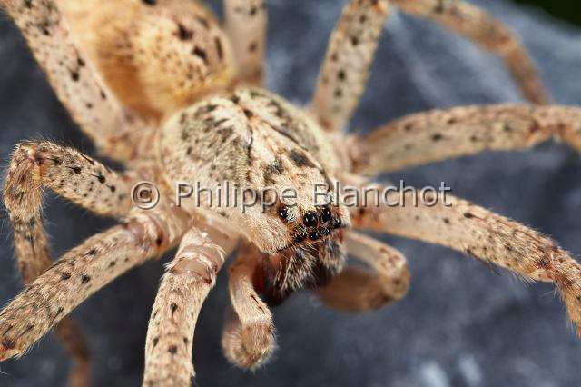 Zoropsidae_4925.JPG - France, Pyrénées-Atlantiques (64), Araneae, Zoropsidae, Araignée Nosfératu (Zoropsis spinimana), mâle//France, Pyrenees Atlantiques, Araneae, Zoropsidae, Mediterranean wandering wolf spider or Garage spider (Zoropsis spinimana), male