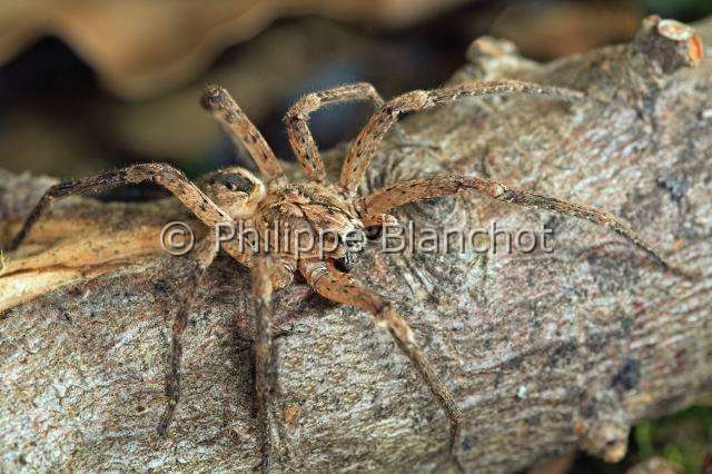 Zoropsidae_zoropsis-3.JPG - France, Oise (60), Araneae, Zoropsidae, Araignée Nosfératu (Zoropsis spinimana), mâle//France, Oise, Araneae, Zoropsidae, Mediterranean wandering wolf spider or Garage spider (Zoropsis spinimana), male