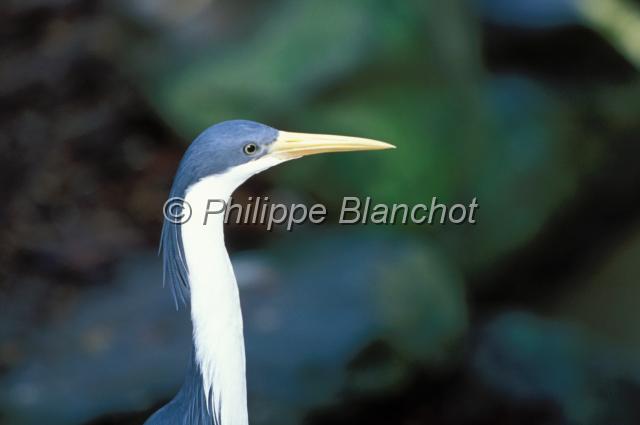 heron.JPG - HéronThe Rainforest Habitat Wildlife SanctuaryPort DouglasQueenslandAustralie