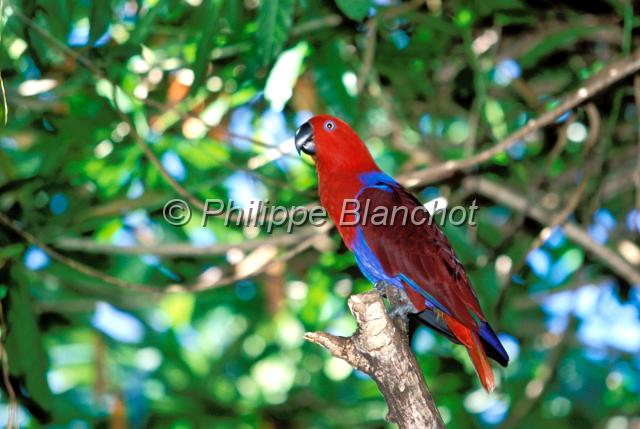 perruche.JPG - AppleMark